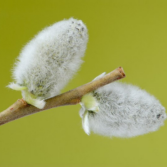 Pussy Willow seeds (genus: Salix)